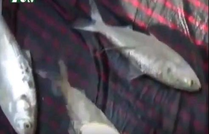 Hilsha (Ilish) Found Pond's in Shariatpur (Video)