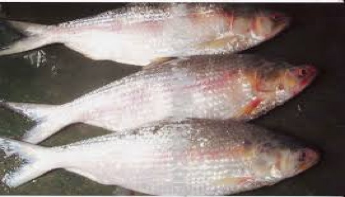 Practice of eating Hilsa on Pahela Baishakh has no roots in a thousand years of Bengali tradition
