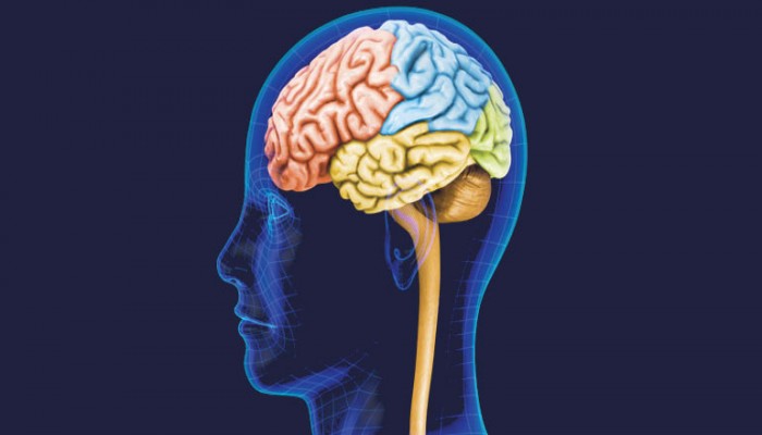 Dual design of human brain may confer special benefits