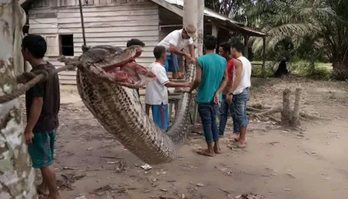 বিশাল এক অজগর খেয়ে সাবাড় করল এলাকাবাসী