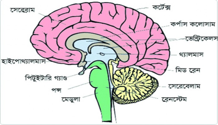জেএসসি পরীক্ষার প্রস্তুতি:বিজ্ঞান