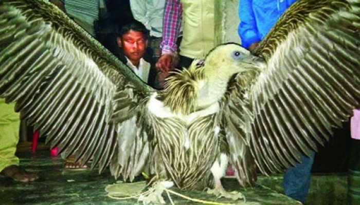 অসুস্থ হয়ে দিনাজপুরের পুকুরে বিশাল ঈগল