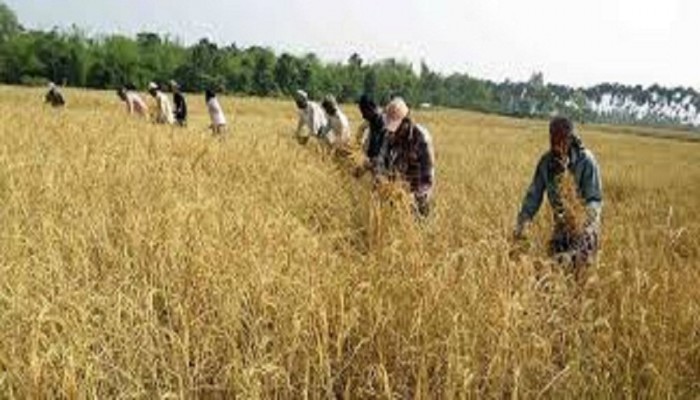 শরীয়তপুরে রোপা আমনের বাম্পার ফলন