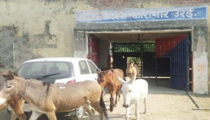 চার দিন জেল খাটল ৮ গাধা!
