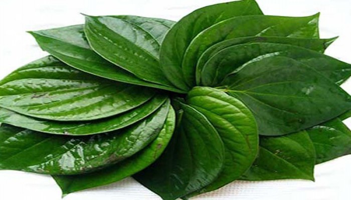 পান পাতার বিস্ময়কর ৫ স্বাস্থ্য উপকারিতা