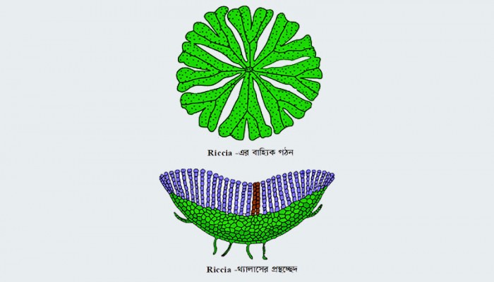 এইচএসসি প্রস্তুতিঃ জীববিজ্ঞান প্রথম পত্র