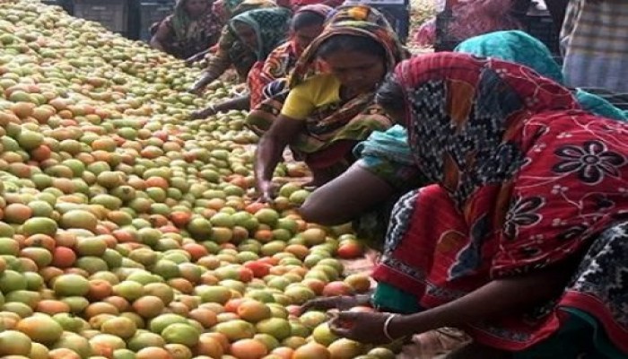 ২০ টাকায় ১ মণ টমেটো!