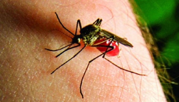 এত মশা আগে দেখেনি ঢাকার মানুষ