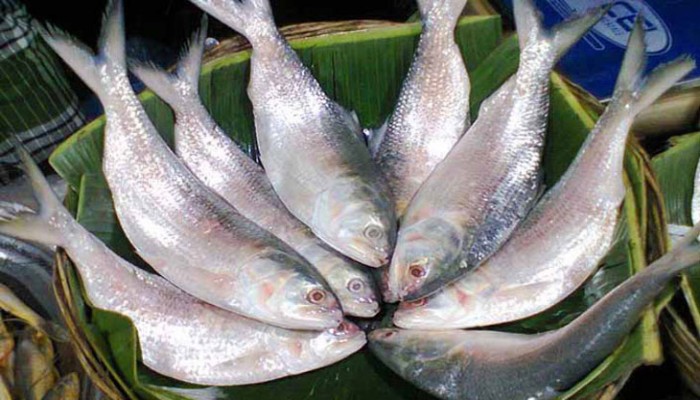 বাংলাদেশে আসছে ইলিশের নুডলস এবং স্যুপ