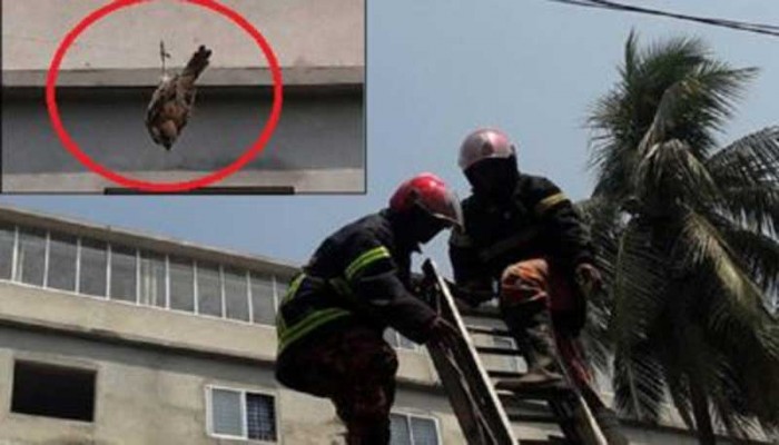 একটি চড়ুইকে বাঁচাতে ছুটে গেলো রাজশাহীর দমকলবাহিনী