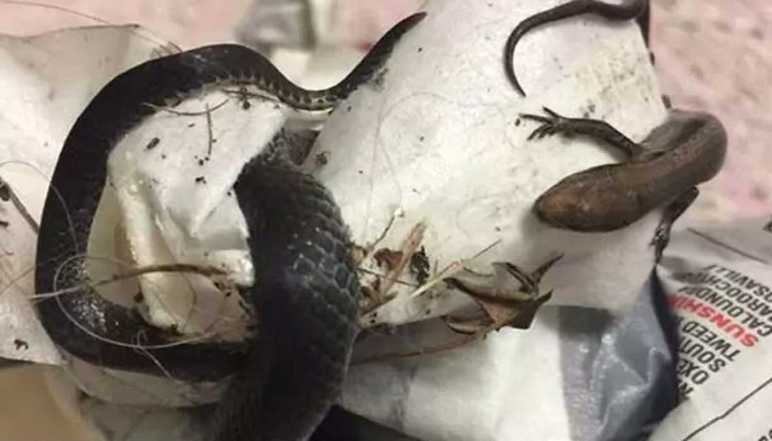 টেপের আঠায় আটকে রইল সাপ ও সরীসৃপ!