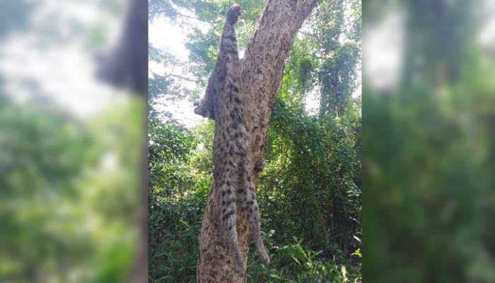 যে গ্রামের মানুষ দিনের বেলায় দা কিরিচ নিয়ে বের হন!