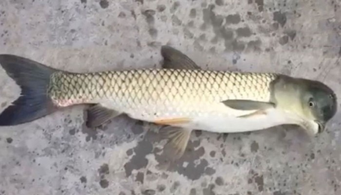 এটি একটি পায়রা-মাছ!